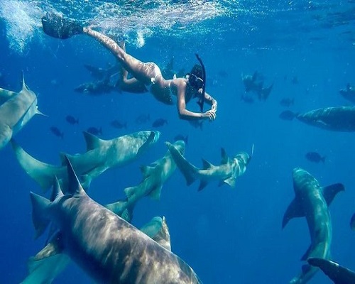 Shark Snorkeling