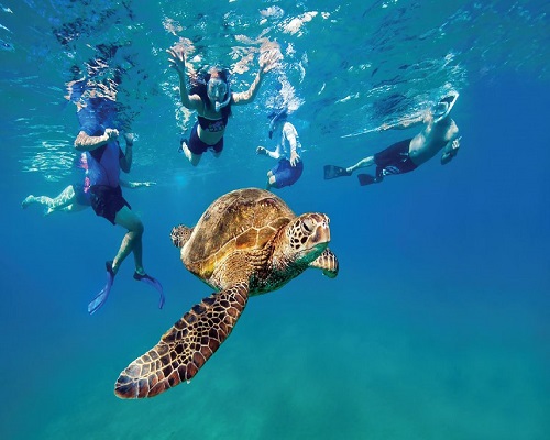 Snorkeling with Turtles